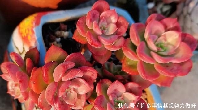 网上买多肉,什么样的多肉比较好?这个问题我跟大家有不同的看法