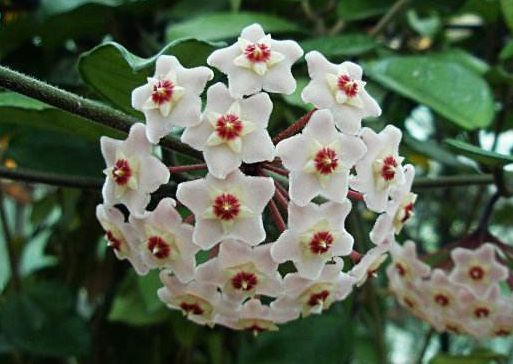 几种花是爆盆能手,开起花来“拦”不住,家里养一盆,招财又纳福