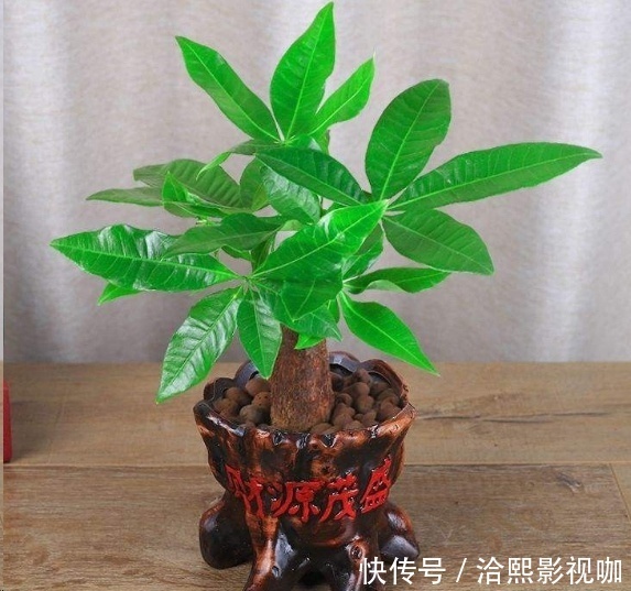 几种花最适合懒人养,勤快人养不过三个月就死!