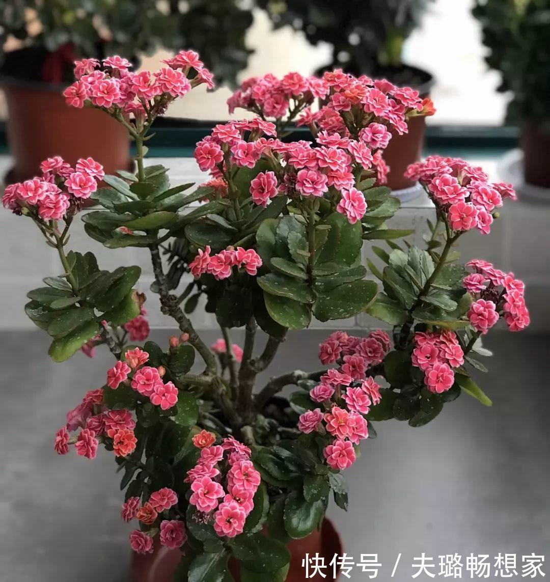 酒瓶种长寿花，阳光晒够了，3个月变老桩！