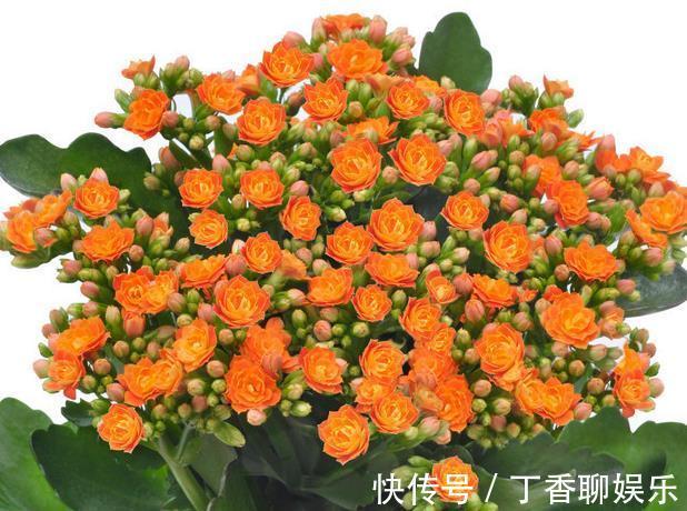 爆盆|长寿花这样养,轻轻松松爆盆,一年四季赏花不断