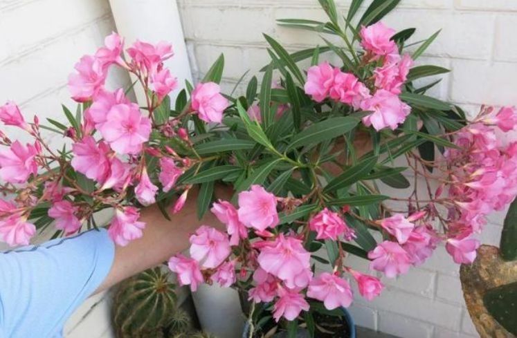 客厅养这些“幸运花”,寓意好易打理,开花繁盛惹人爱,赞