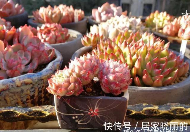 5种多肉,多晒晒就“脸红”,颜值高爱爆盆,是多肉佳品