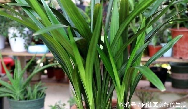 给“3种花”换盆，一定不能浇“定根水”，否则烂根多，容易死亡！