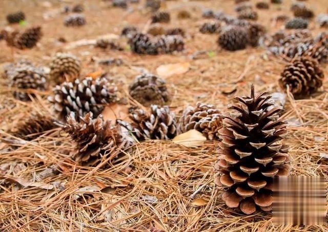 君子兰的土里掺点“它”,10年不烂根,越长越壮实