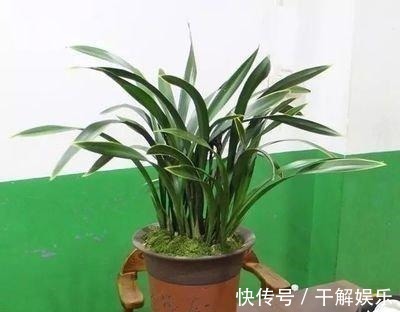 这些花最讨厌太阳,越阴凉越爆盆,还能开满花!