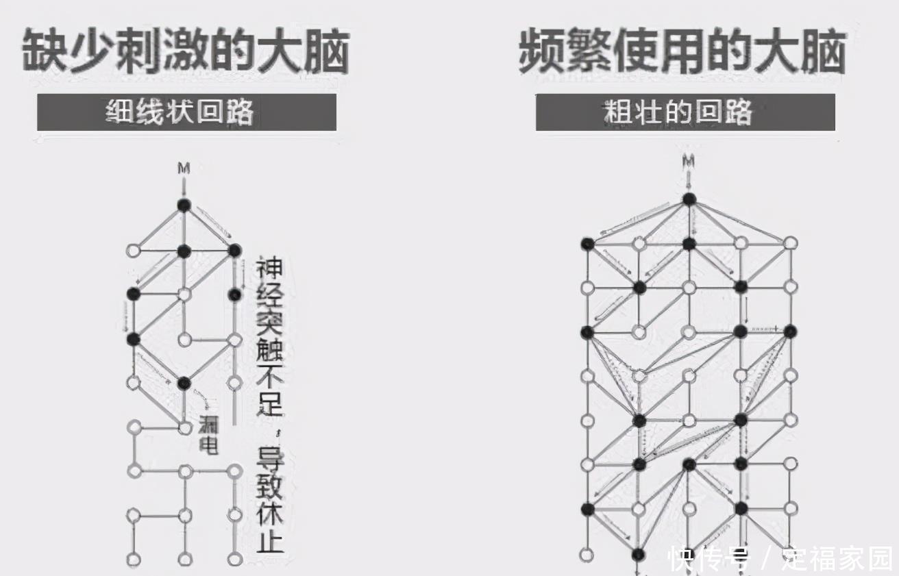 神经元联结|哈佛研究：在宝宝3岁之前，多接受以下“刺激”，能促进大脑发育