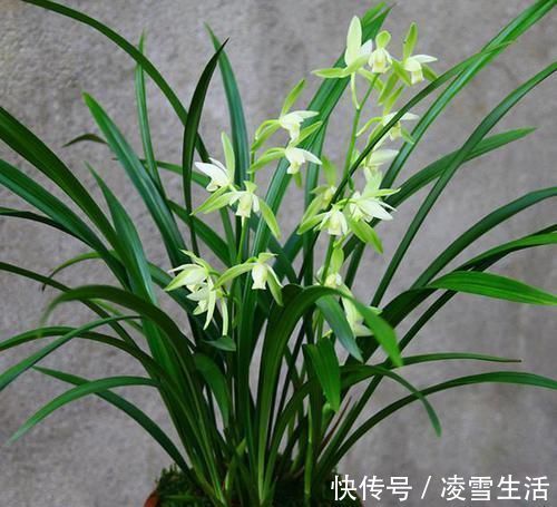 出芽率“最高”的兰花，花苞又大又香，花色珍贵，新手也能养好