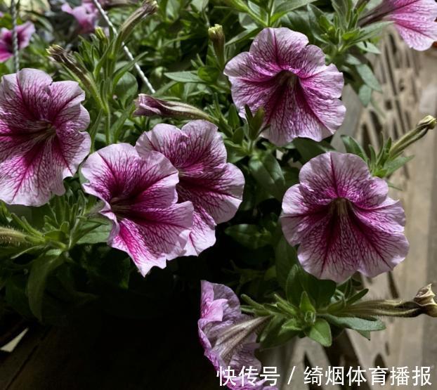 十月过半,养花照顾到这4方面,株苗休眠期照样轻松过秋冬