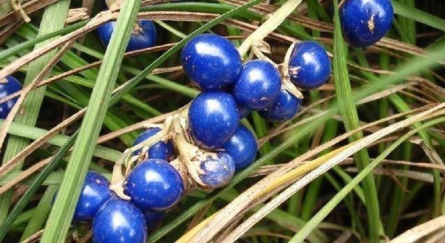 心肌缺血|被誉为'不老药',果实像珍珠,浑身上下都是宝,你认识吗?