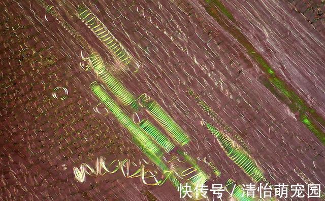 oppo|微观世界有多神奇？在肉眼不可见的景色里，竟然藏着另一个春天