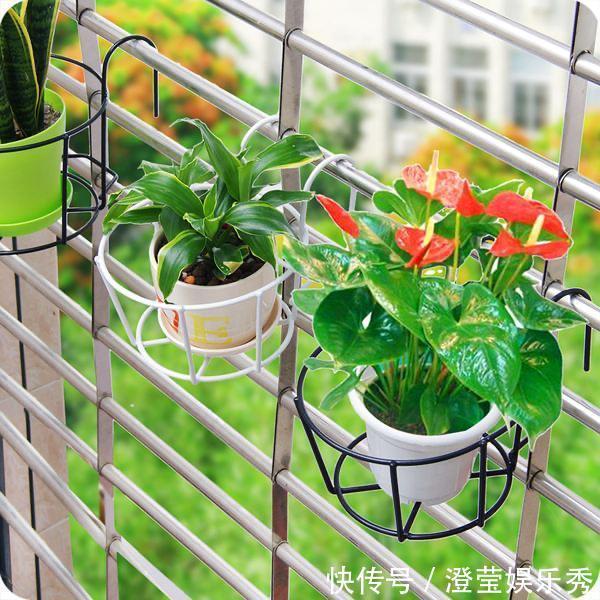 茶叶|养花,不懂得规避这9个误区,难怪盆栽一直饱受摧残