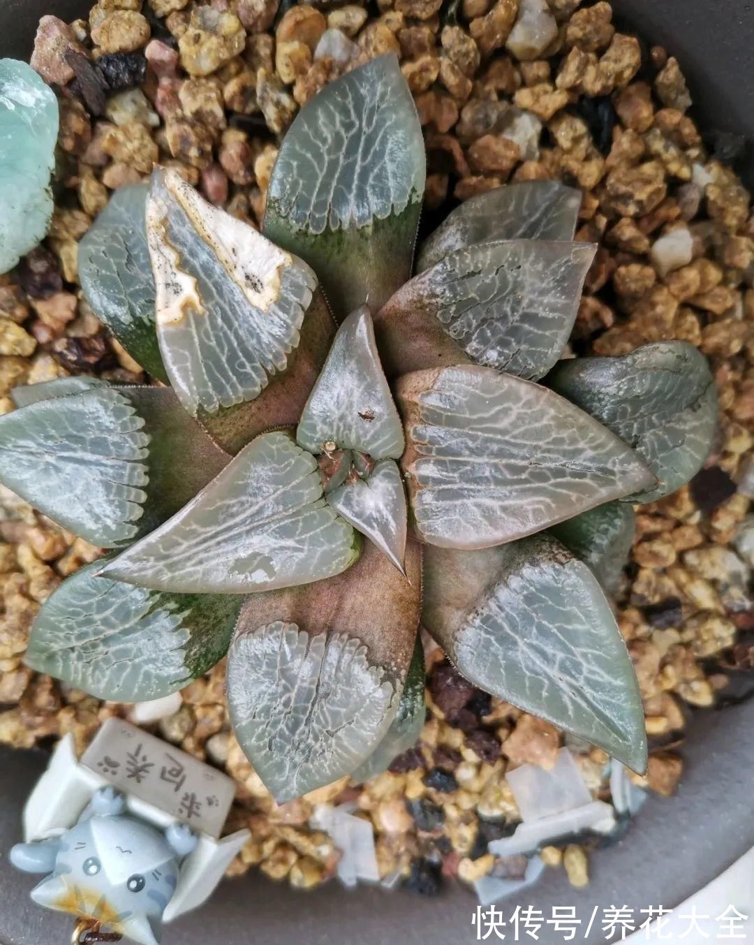 10种“怕晒花”，越晒死越快，半阴地儿反倒长得旺