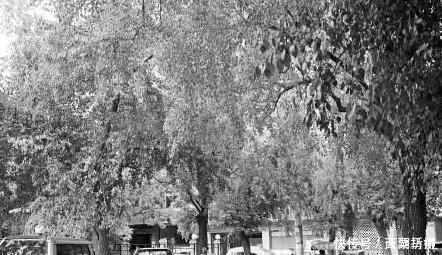 贾平凹现在的南院门已经不是原来的样子了