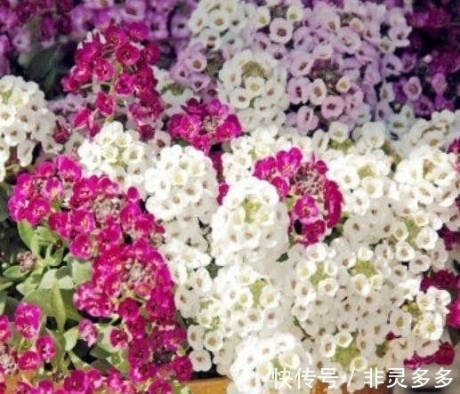 几种花美的出奇,开花爆盆很简单,满树都是花朵,漂亮极了