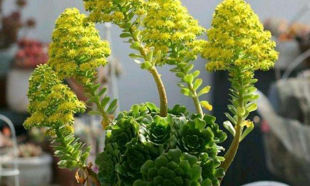 春季|多肉法师冬季开花不要剪,做好3点赏花100天,春季爆侧芽