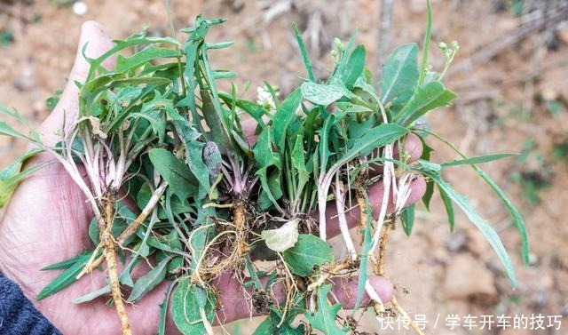 农民叫它“小人参”，乡下看到别踩踏，采回家晒干1斤能卖80