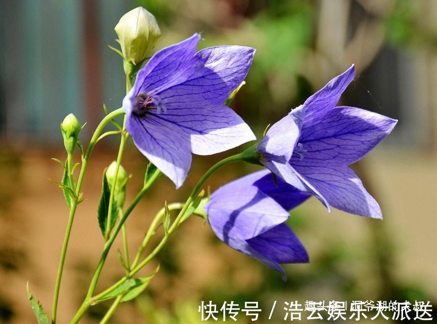 有福气|婚姻里,最有福气的3大生肖女,上有老公疼爱,下有孩子孝顺