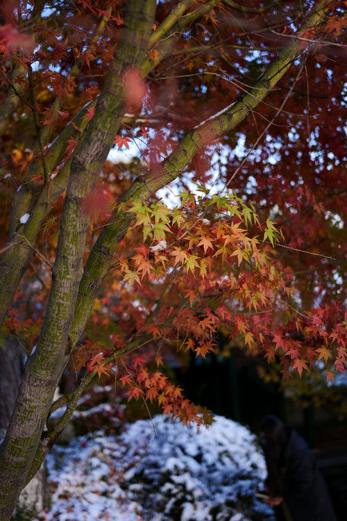 f1.8|F1.8军团全员集结 松下S 35mm F1.8镜头评测