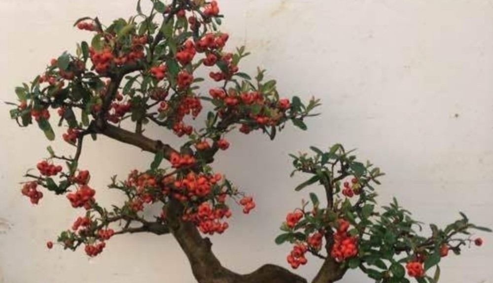 野外5种常见的树，制作成盆景，美观大方，观赏价值高