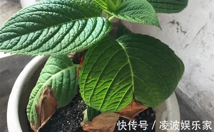 养花|新手养花不用愁，给你支3招，烂根也能救过来！