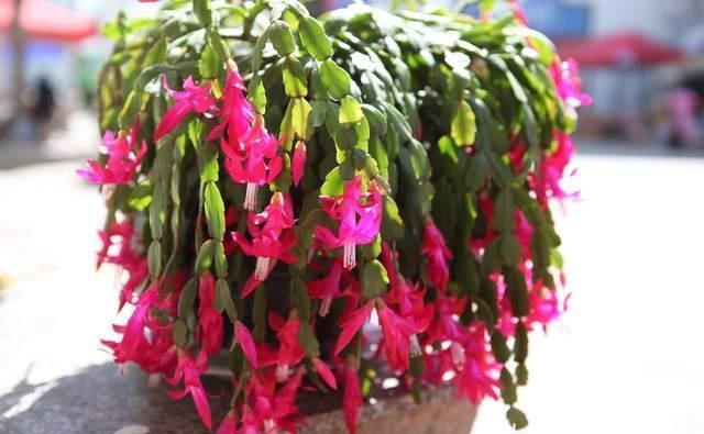 蟹爪兰有“三怕”,室内养护需避开,顺利春化,独苗开出层叠群兰