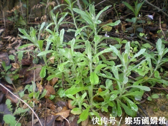 寒食菜|三伏天别一感冒咳嗽就吃药,农村这种野菜对治疗感冒咳嗽有奇效
