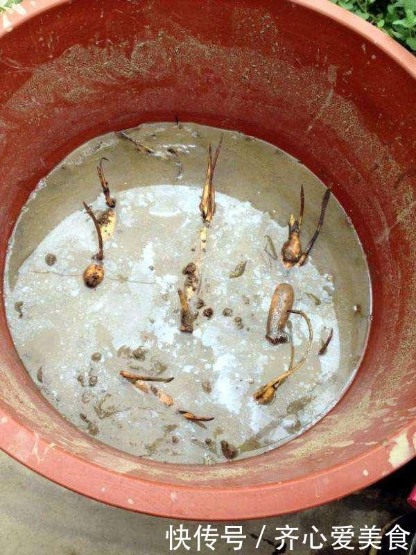 找个旧的大水缸,里面埋节藕,呼呼长出好多藕,产量惊人