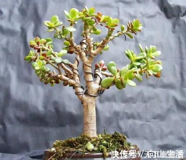 家里养3种花，不能多浇水，否则黄叶又烂根！