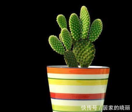 能防辐射|办公桌上放一盆多肉仙人掌,真的可以防辐射吗?