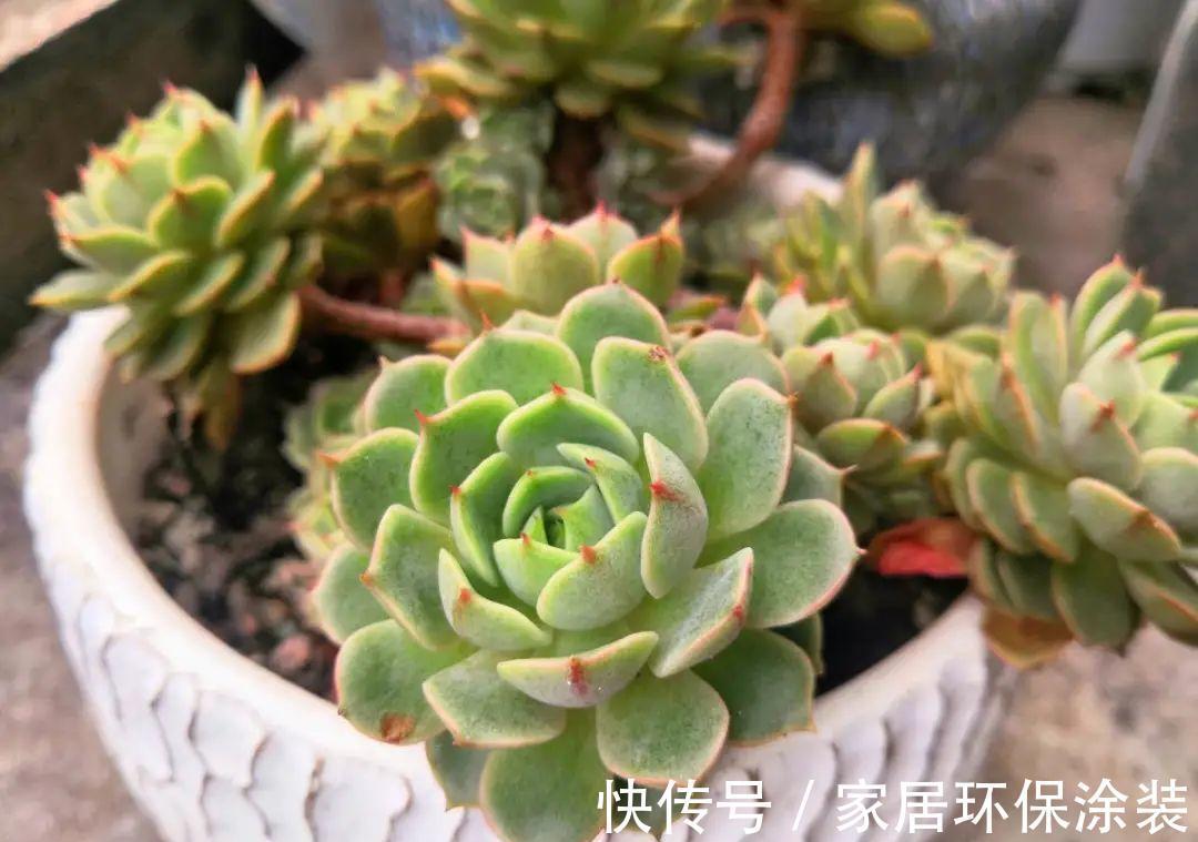 多肉生小白虫子怎么办 多肉生小白虫子怎么办