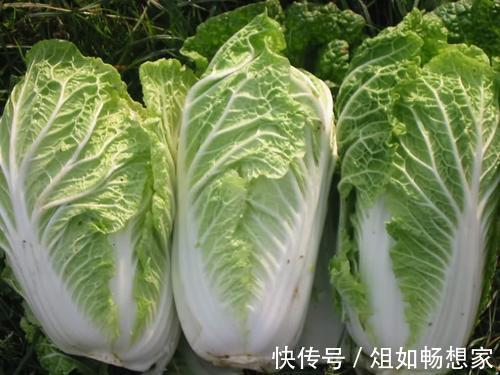 菜市场|买白菜时，选绿的还是白的好老菜农不小心说漏嘴，别再买错了