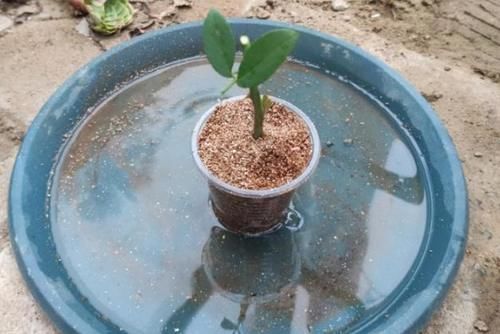 学会这些小技巧,养花扦插将成“小事一桩”