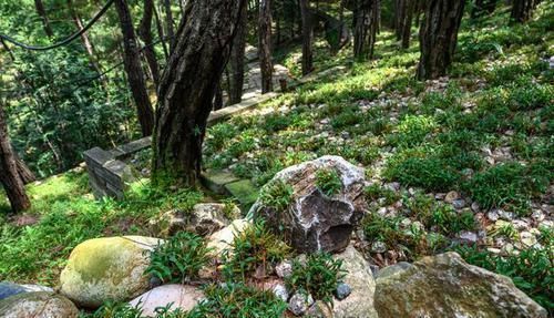 九大|它是国家地理标志产品，长于大别山深处，被誉为“九大仙草之首”