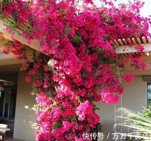 鹤望兰|阳台采光差,建议你别养这10款花,长势差难开花,越养越生气