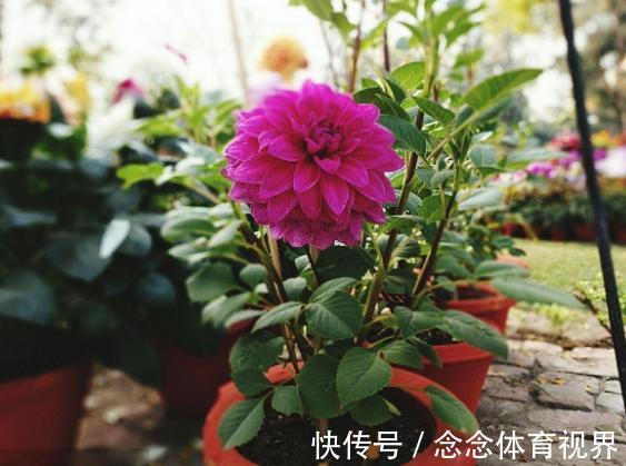 浇水|如何呵护刚买回家的花草盆栽?摸透这几点,养一盆活一盆