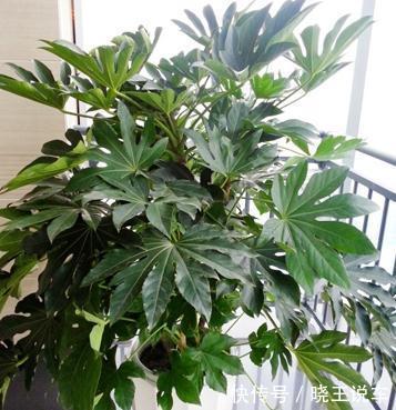 这五种大型观叶植物带回家,送给父亲正合适