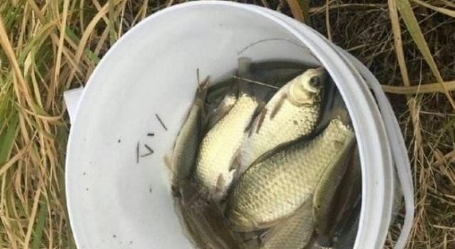 玉米|气温一降，我就喜欢用这鲫鱼特效窝料，百试百灵，刚入水就来鱼