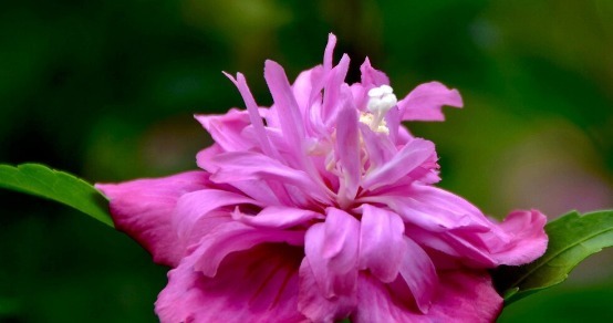 野菜|春天挖野菜,送你56种野菜大图片,带你见识不同的野菜和吃法
