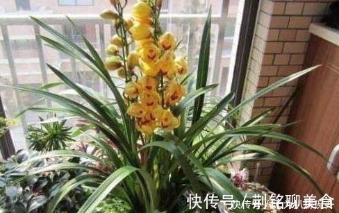 养花难不难?老花匠说:难的是养土,学会2个小诀窍,养好花不难