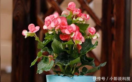 新叶|最厉害的养花营养液,给花喝一勺,猛长新叶,花开满盆