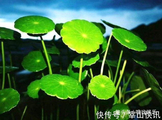 财源广进&此花姿态优美,碧玉的叶色呈现出清新脱俗之感,寓意为财源广进