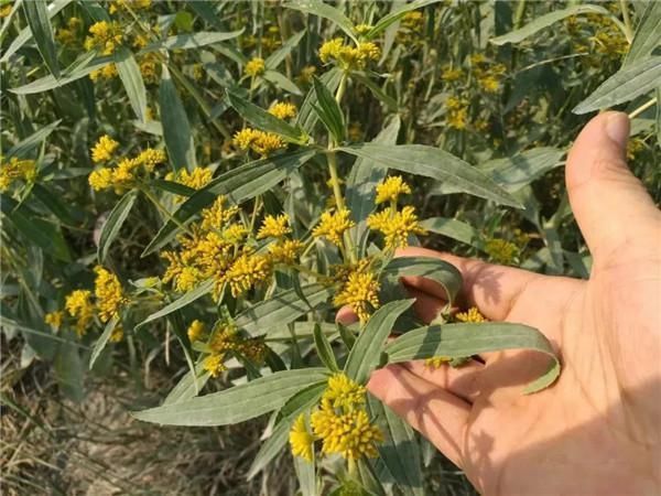 开花很漂亮,繁殖速度却很快,一株可产数万种子,被列“黑名单”