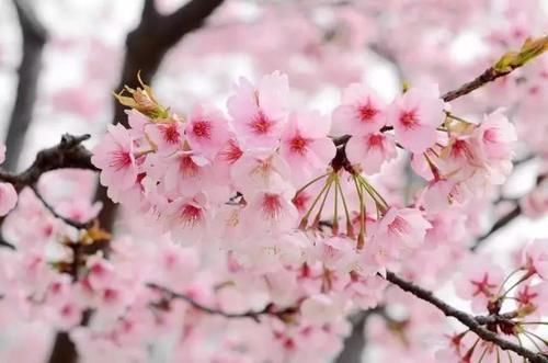 “史上最早”樱花季来了?梅花表示不爽:我还没红够呢