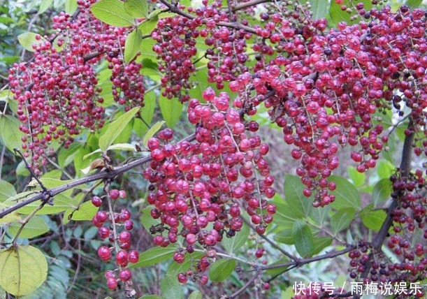 路边野果不要摘!这种长得像桑葚的果子有剧毒,已经有好几人中招