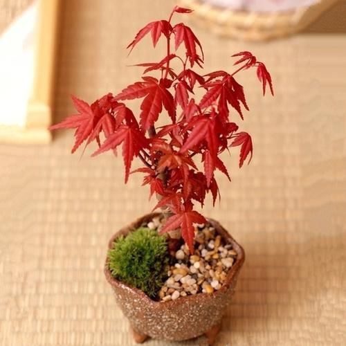 苗盆栽|老祖宗传下的手艺,用树桩做盆景,极其珍贵,还不来一盆