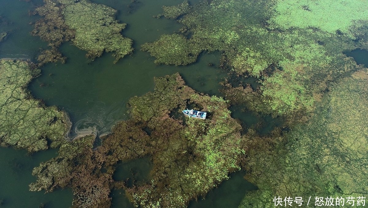 钓位|虽然水草处钓鱼效果不错,但忽视这5点,同样等于“”瞎胡跑”