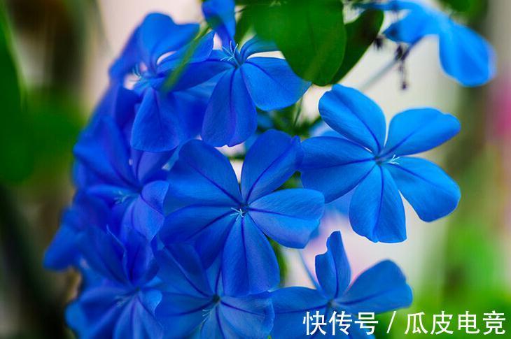 马上进入2022年,新的一年即将开启,为你推荐25种漂亮的花卉