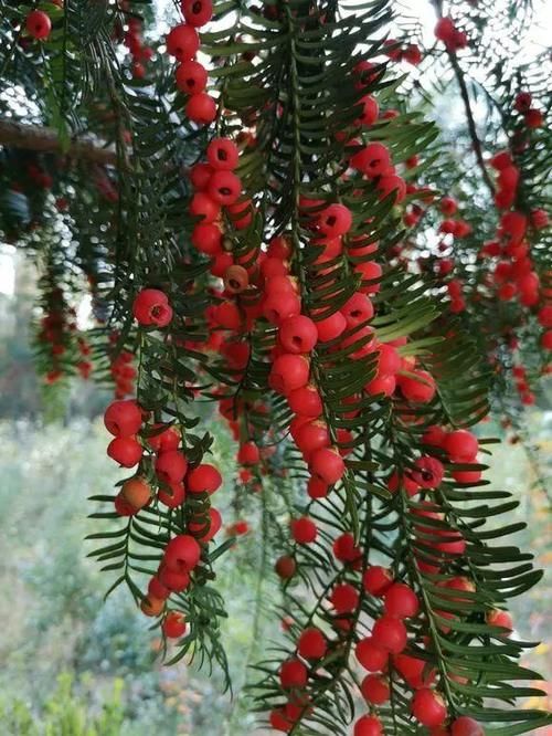 人称“植物大熊猫”,净化空气促健康,注意这5点红豆挂满枝!