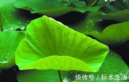 痔疮|有痔疮的人，不用动手术，常吃这些食物，痔疮慢慢就会消失